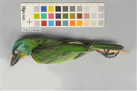 藏品(五色鳥)的圖片